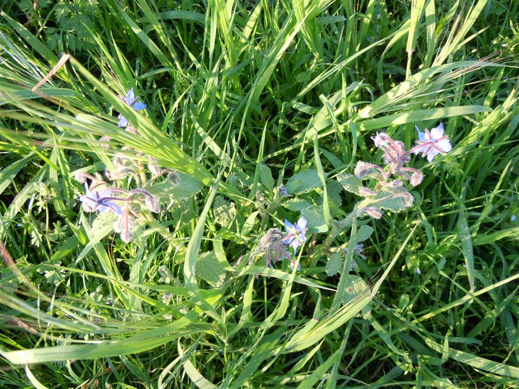 Borago officinalis / Boraggine comune